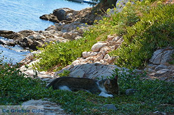 Psili Ammos Mykali Samos | Griekenland | Foto 11 - Foto van https://www.grieksegids.nl/fotos/samos/normaal/psili-ammos-mykali-samos-011.jpg