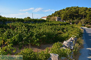 Vourliotes Samos | Griekenland | Foto 22 - Foto van https://www.grieksegids.nl/fotos/samos/normaal/vourliotes-samos-022.jpg