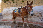 Fira Santorini | Cycladen Griekenland  | Foto 0057 - Foto van De Griekse Gids