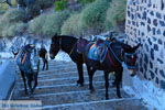 Fira Santorini | Cycladen Griekenland  | Foto 0065 - Foto van De Griekse Gids