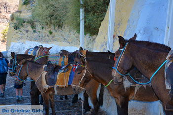 Fira Santorini | Cycladen Griekenland  | Foto 0056 - Foto van https://www.grieksegids.nl/fotos/santorini/normaal/fira-santorini-056.jpg