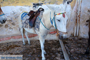 Fira Santorini | Cycladen Griekenland  | Foto 0059 - Foto van https://www.grieksegids.nl/fotos/santorini/normaal/fira-santorini-059.jpg