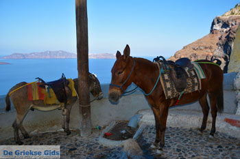 Fira Santorini | Cycladen Griekenland  | Foto 0060 - Foto van https://www.grieksegids.nl/fotos/santorini/normaal/fira-santorini-060.jpg