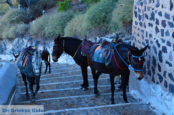 Fira Santorini | Cycladen Griekenland  | Foto 0065 - Foto van https://www.grieksegids.nl/fotos/santorini/normaal/fira-santorini-065.jpg