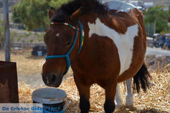 Ergens langs de weg op Santorini | Cycladen Griekenland | Foto 17 - Foto van https://www.grieksegids.nl/fotos/santorini/normaal/langs-de-weg-santorini-017.jpg