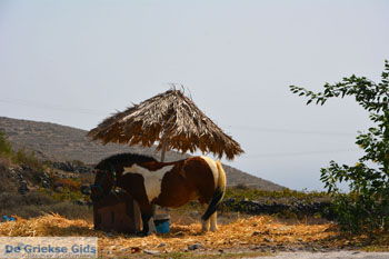 Ergens langs de weg op Santorini | Cycladen Griekenland | Foto 20 - Foto van https://www.grieksegids.nl/fotos/santorini/normaal/langs-de-weg-santorini-020.jpg