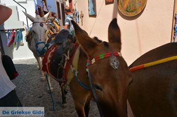 Oia Santorini | Cycladen Griekenland | Foto 1174 - Foto van https://www.grieksegids.nl/fotos/santorini/normaal/oia-santorini-175.jpg