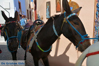 Oia Santorini | Cycladen Griekenland | Foto 1175 - Foto van https://www.grieksegids.nl/fotos/santorini/normaal/oia-santorini-176.jpg