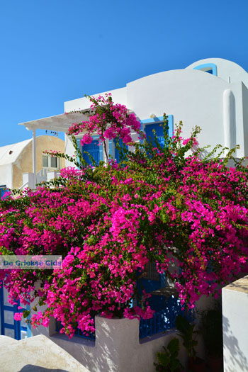 Oia Santorini | Cycladen Griekenland | Foto 1191 - Foto van https://www.grieksegids.nl/fotos/santorini/normaal/oia-santorini-192.jpg
