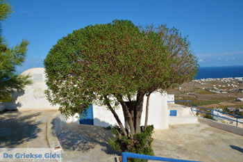 Pyrgos Santorini | Cycladen Griekenland | Foto 118 - Foto van https://www.grieksegids.nl/fotos/santorini/normaal/pyrgos-santorini-029.jpg