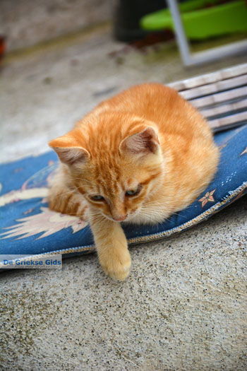 Pyrgos Santorini | Cycladen Griekenland | Foto 176 - Foto van https://www.grieksegids.nl/fotos/santorini/normaal/pyrgos-santorini-087.jpg