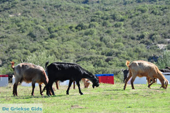 Ergens tussen Paralia Sykias en Kalamitsi | Sithonia Chalkidiki | Foto 5 - Foto van https://www.grieksegids.nl/fotos/sithonia-chalkidiki/normaal/sithonia-chalkidiki-166.jpg
