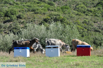 Ergens tussen Paralia Sykias en Kalamitsi | Sithonia Chalkidiki | Foto 6 - Foto van https://www.grieksegids.nl/fotos/sithonia-chalkidiki/normaal/sithonia-chalkidiki-167.jpg