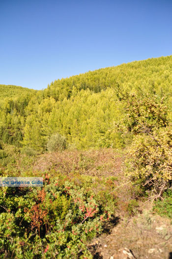 Ergens tussen Kalamitsi en Port Koufo | Sithonia Chalkidiki | Griekenland 5 - Foto van https://www.grieksegids.nl/fotos/sithonia-chalkidiki/normaal/sithonia-chalkidiki-192.jpg