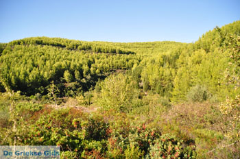 Ergens tussen Kalamitsi en Port Koufo | Sithonia Chalkidiki | Griekenland 6 - Foto van https://www.grieksegids.nl/fotos/sithonia-chalkidiki/normaal/sithonia-chalkidiki-193.jpg