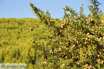 Ergens tussen Kalamitsi en Port Koufo | Sithonia Chalkidiki | Griekenland 8 - Foto van https://www.grieksegids.nl/fotos/sithonia-chalkidiki/normaal/sithonia-chalkidiki-195.jpg