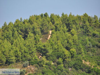 Beboste berghellingen Koutsouri Skiathos foto 1 - Foto van https://www.grieksegids.nl/fotos/skiathos/350pixels/eiland-skiathos-019.jpg