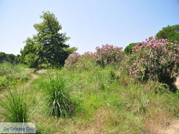 Beschermd gebied Koukounaries - Skiathos - foto 6 - Foto van https://www.grieksegids.nl/fotos/skiathos/350pixels/eiland-skiathos-128.jpg