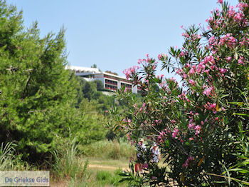 Skiathos Palace gezien vanaf Koukounaries - Skiathos - Foto van https://www.grieksegids.nl/fotos/skiathos/350pixels/eiland-skiathos-130.jpg