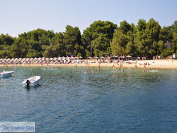 Het zandstrand van Koukounaries - Skiathos - foto 1 - Foto van https://www.grieksegids.nl/fotos/skiathos/350pixels/eiland-skiathos-146.jpg