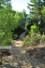 Maratha beach bij Koukounaries | Skiathos Sporaden Griekenland foto 2 - Foto van De Griekse Gids