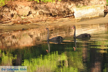 Koukounaries | Skiathos Sporaden Griekenland foto 6 - Foto van https://www.grieksegids.nl/fotos/skiathos/normaal/skiathos-grieksegids-025.jpg