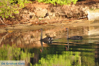 Koukounaries | Skiathos Sporaden Griekenland foto 7 - Foto van https://www.grieksegids.nl/fotos/skiathos/normaal/skiathos-grieksegids-026.jpg