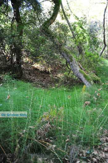 Wandelpaden bij Klooster Kechria | Skiathos Sporaden Griekenland foto 4 - Foto van https://www.grieksegids.nl/fotos/skiathos/normaal/skiathos-grieksegids-384.jpg