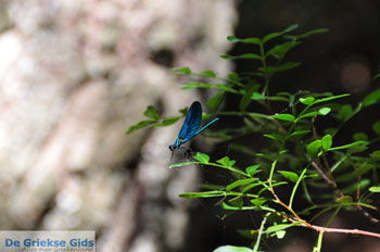 Wandelpaden bij Klooster Kechria | Skiathos Sporaden Griekenland foto 6 - Foto van https://www.grieksegids.nl/fotos/skiathos/normaal/skiathos-grieksegids-386.jpg