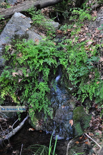 Wandelpaden bij Klooster Kechria | Skiathos Sporaden Griekenland foto 8 - Foto van https://www.grieksegids.nl/fotos/skiathos/normaal/skiathos-grieksegids-388.jpg