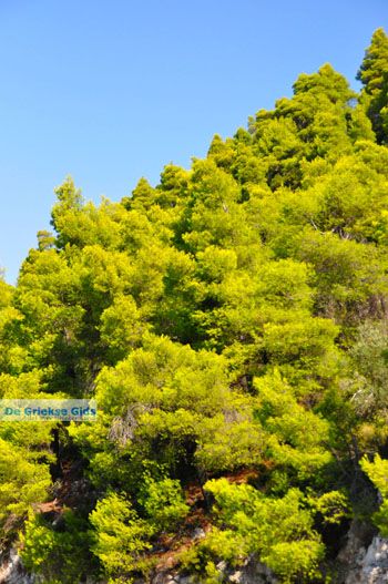 Limnonari bij Agnontas | Skopelos Sporaden Griekenland foto 9 - Foto van https://www.grieksegids.nl/fotos/skopelos/normaal/skopelos-grieksegids-150.jpg