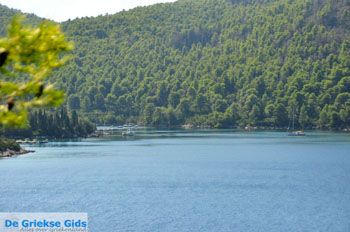 Panormos Skopelos | Sporaden Griekenland foto 15 - Foto van https://www.grieksegids.nl/fotos/skopelos/normaal/skopelos-grieksegids-165.jpg