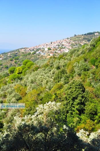 Glossa | Skopelos Sporaden Griekenland foto 3 - Foto van https://www.grieksegids.nl/fotos/skopelos/normaal/skopelos-grieksegids-235.jpg