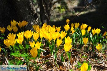 Krokussen bij Aghia Marina Skopelos | Sporaden Griekenland foto 1 - Foto van https://www.grieksegids.nl/fotos/skopelos/normaal/skopelos-grieksegids-386.jpg