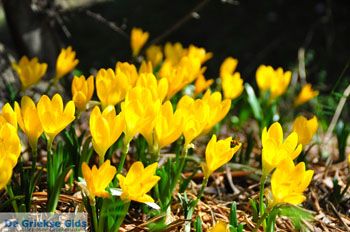 Krokussen bij Aghia Marina Skopelos | Sporaden Griekenland foto 2 - Foto van https://www.grieksegids.nl/fotos/skopelos/normaal/skopelos-grieksegids-387.jpg
