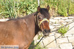 GriechenlandWeb Paard in Aspous | Skyros Griechenland - Foto GriechenlandWeb.de