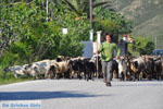 Jonge herder met zijn geiten | Skyros | Griekenland - Foto van De Griekse Gids