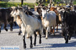 Geiten op Skyros | Skyros Griekenland foto 1 - Foto van De Griekse Gids