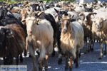 Geiten op Skyros | Skyros Griekenland foto 2 - Foto van De Griekse Gids