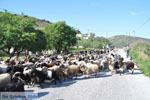 Foto Skyros Sporaden GriechenlandWeb - Foto GriechenlandWeb.de