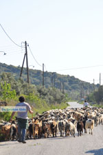 Geiten op Skyros | Skyros Griekenland foto 4 - Foto van De Griekse Gids