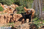 Geitjes bij Pefkos | Skyros Griekenland foto 2 - Foto van De Griekse Gids