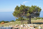 Uitzicht op baai Pefkos | Agios Panteleimon | Skyros foto 9 - Foto van De Griekse Gids