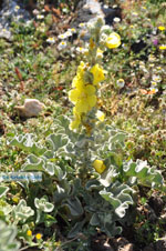 GriechenlandWeb Bloem Agios Panteleimon | Skyros Griechenland - Foto GriechenlandWeb.de