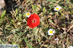 Bloem bij Agios Panteleimon | Skyros Griekenland foto 2 - Foto van De Griekse Gids