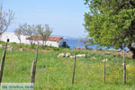 Bij Aghios Fokas | Skyros Griekenland foto 6 - Foto van De Griekse Gids