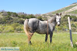 Bij Aghios Fokas | Skyros Griekenland foto 8 - Foto van De Griekse Gids