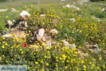 Bij Aghios Fokas | Skyros Griekenland foto 9 - Foto van De Griekse Gids