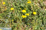 Bij Aghios Fokas | Skyros Griekenland foto 10 - Foto van De Griekse Gids