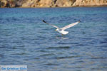 Bij Aghios Fokas | Skyros Griekenland foto 18 - Foto van De Griekse Gids